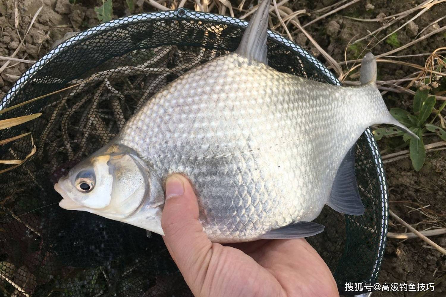 野钓鳊鱼的4个用饵技巧