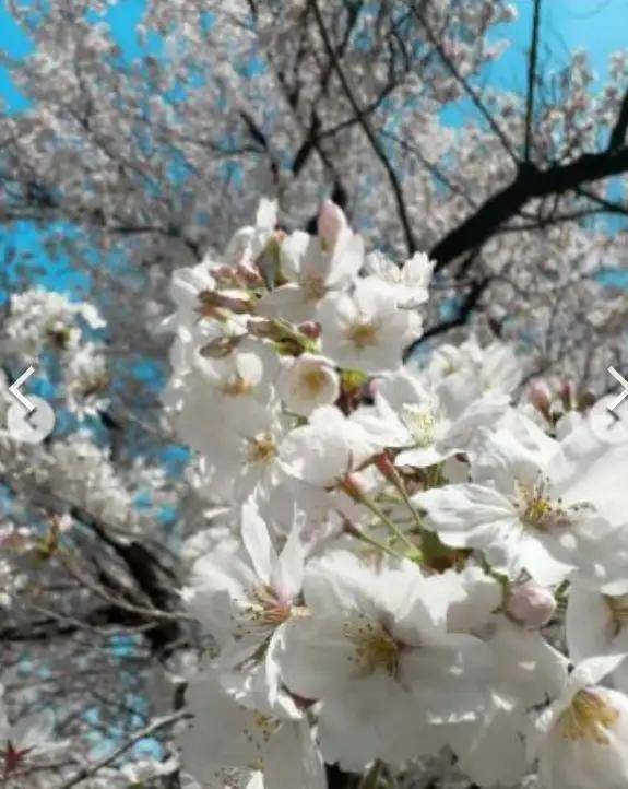 日本38岁模特带儿子参加高中入学式,被误以为是jk_益若翼_仪式_留言