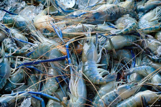 连云港顺旺水产养殖有限公司|浅谈罗氏沼虾养殖,如何成功养殖罗氏虾?