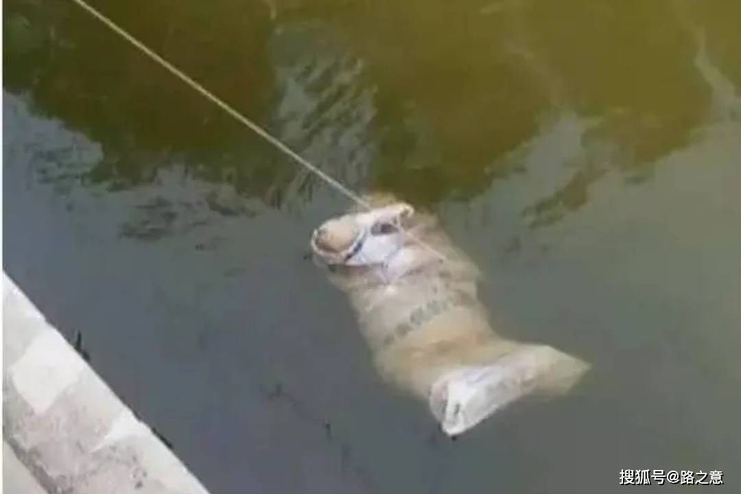 原创15岁就这么残忍1987年泰安市六朗坟村73女尸案侦破始末