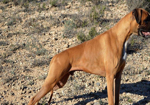 原创拳师犬身体比较高贵饲养时一定要注意喂养方法