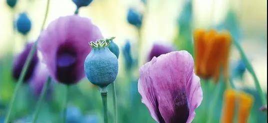 动物界的瘾君子们上瘾比人类还厉害