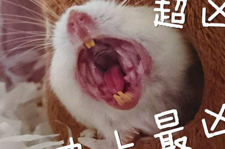 原创可爱的小仓鼠当着鼠友面打哈欠画面让人凌乱了人生若只如初见