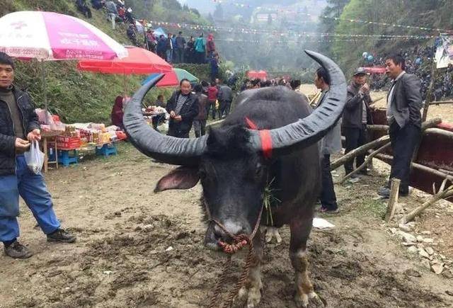 贵州雷公牛王生前为主人赢13万奖金死后500多人前来送葬