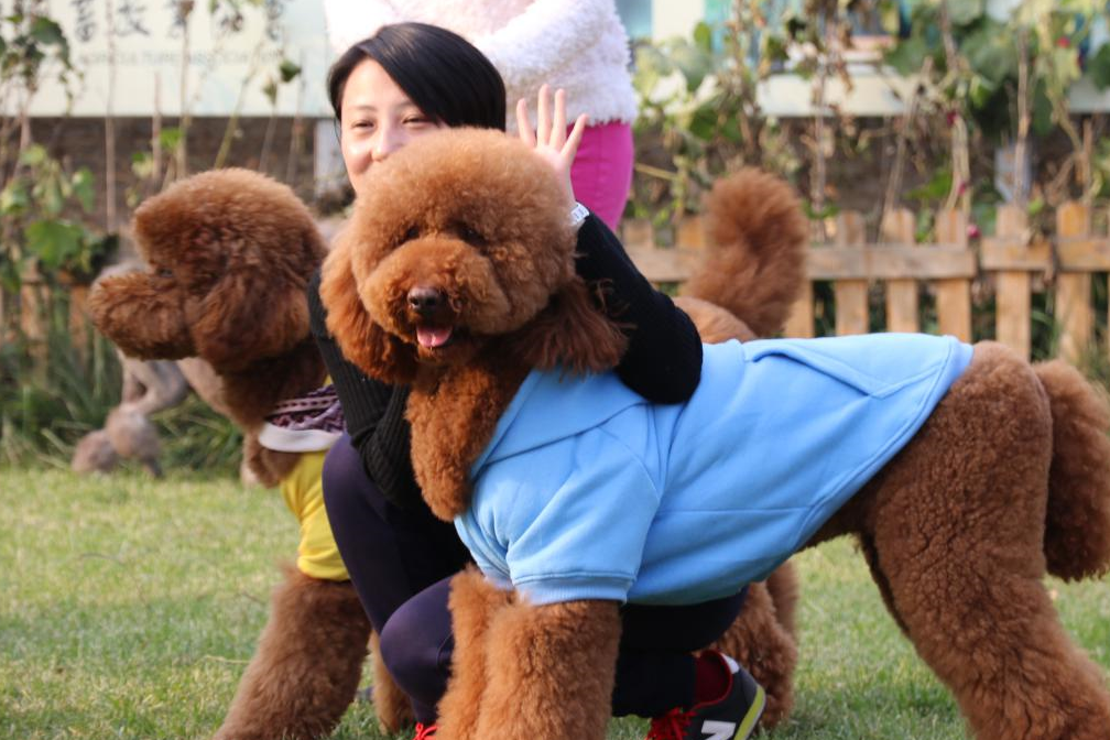 原创巨犬泰迪对女主人撒娇求抱抱女主人上辈子欠这条狗子的