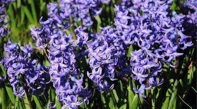 冬季风信子如何养殖,才能苗壮开花鲜艳_花盆_栽培_温度