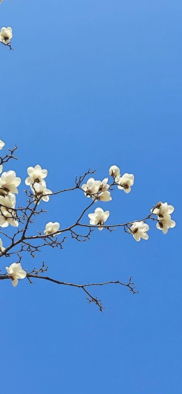 春天赏花随手拍