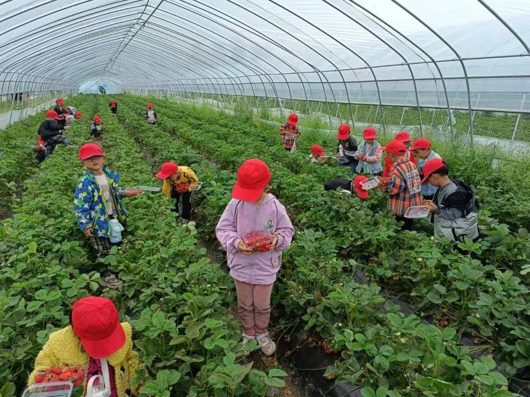 邓州市白牛镇九江幼儿园开展《采摘草莓》劳动实践课