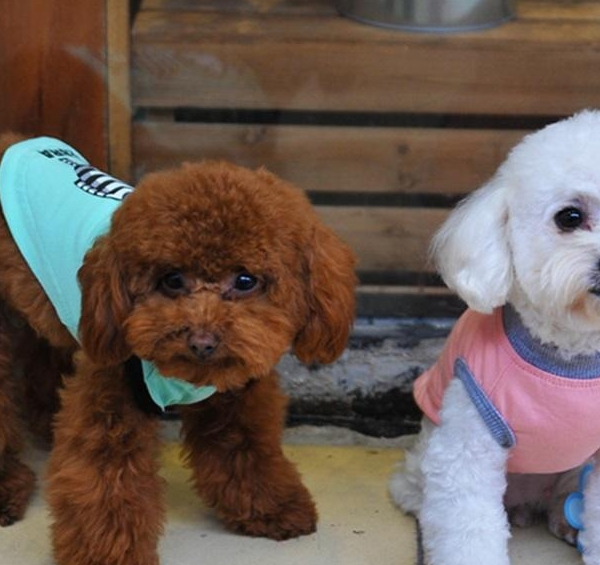 泰迪和比熊到底养哪一种好你更喜欢憨厚还是活泼