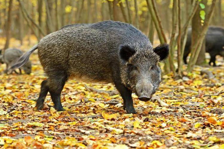 同样是吃肉为什么人类只吃食草动物的肉不吃食肉动物的肉