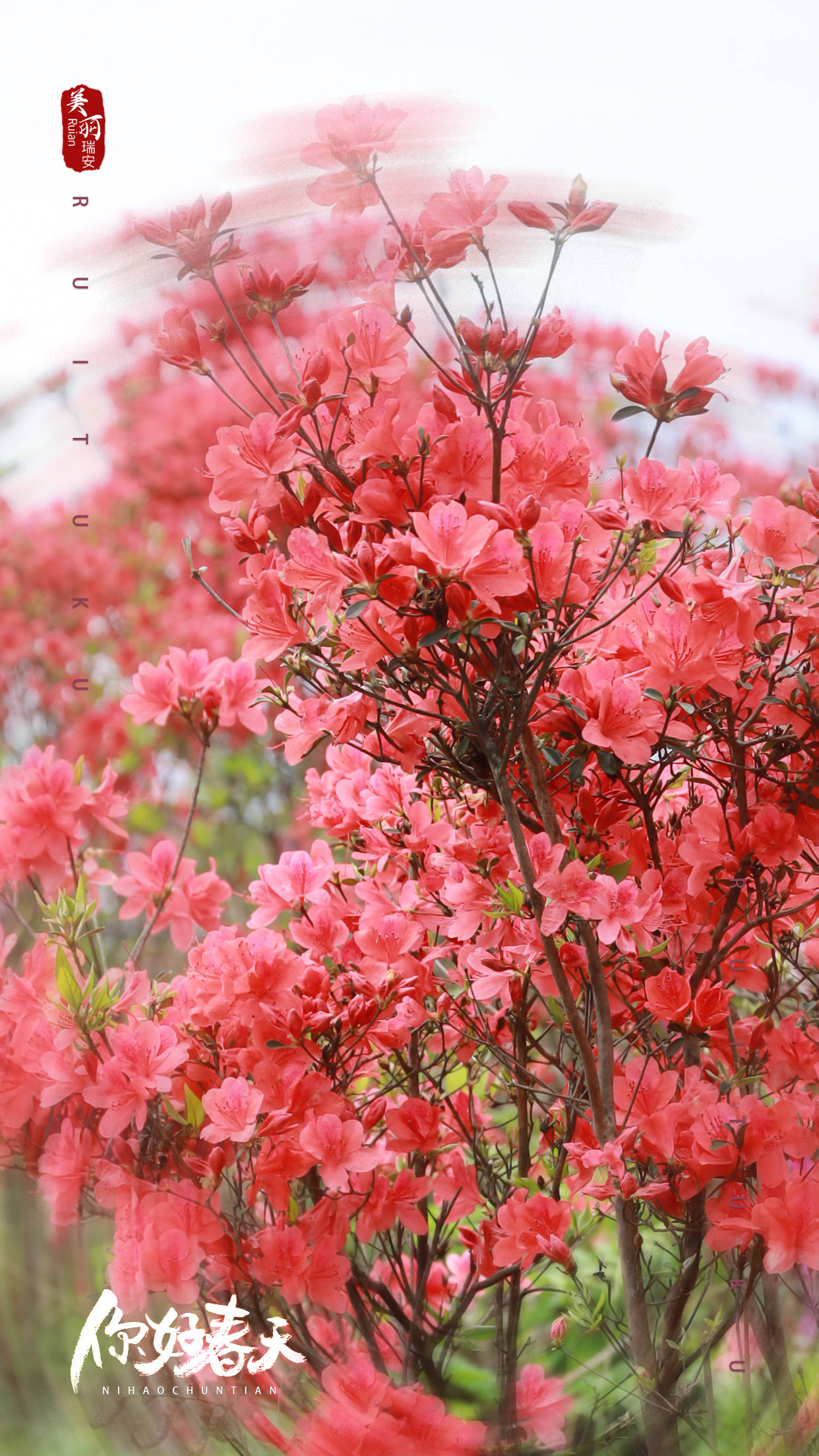 蒙山杜鹃花图片