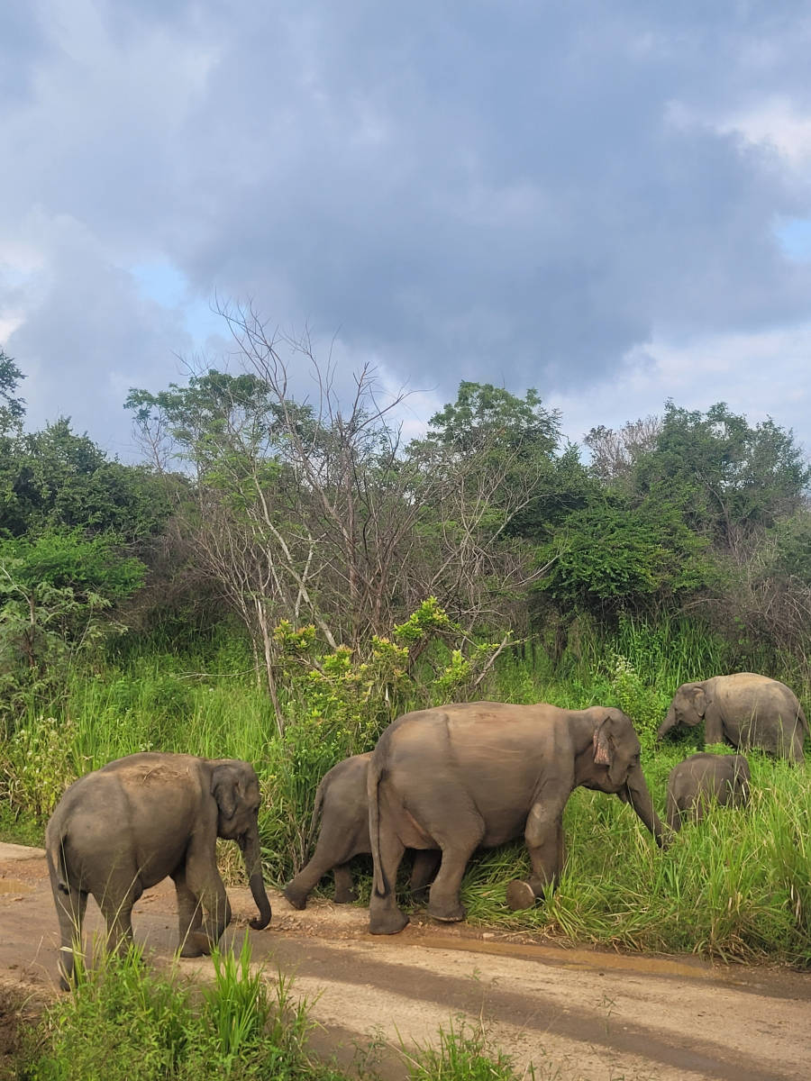 在云南想看动物,位于西双版纳的野象谷是个很不错的景区_大象_活动