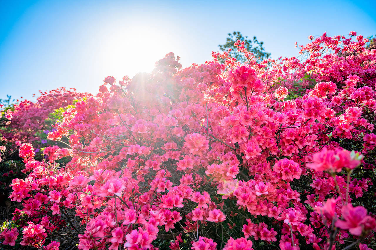 武汉的浪漫不止樱花