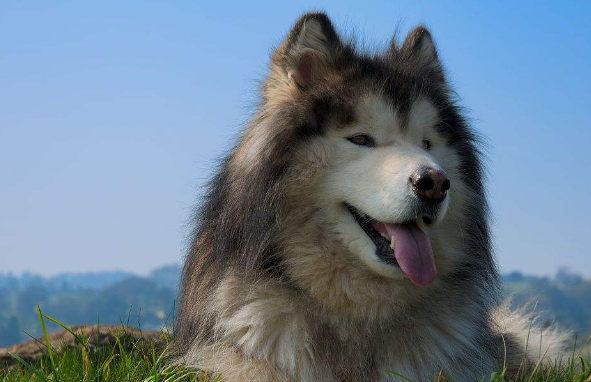 原创不适合在农村生活的宠物犬不是体弱多病就是性格有缺陷