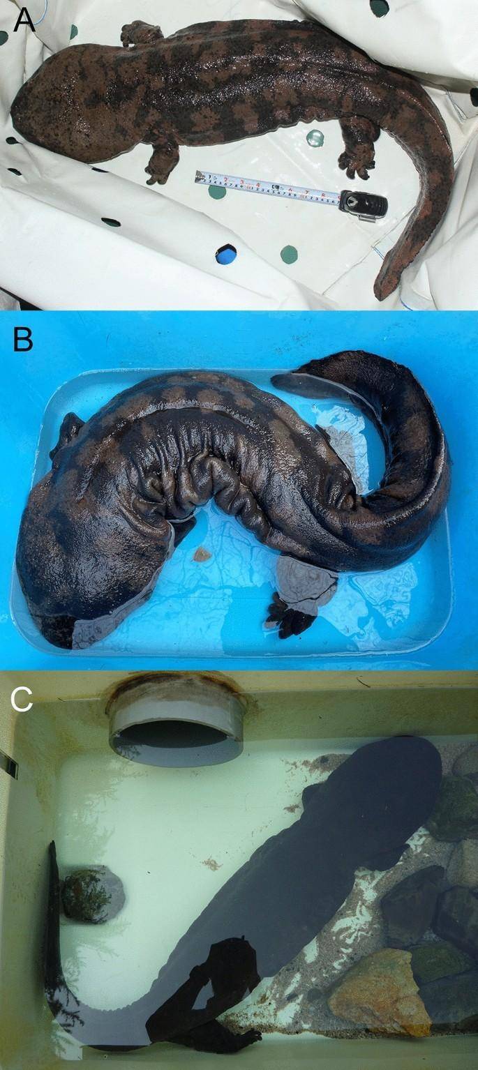 原创中国快要灭绝的大鲵日本水族馆里还有4条为啥出现在日本