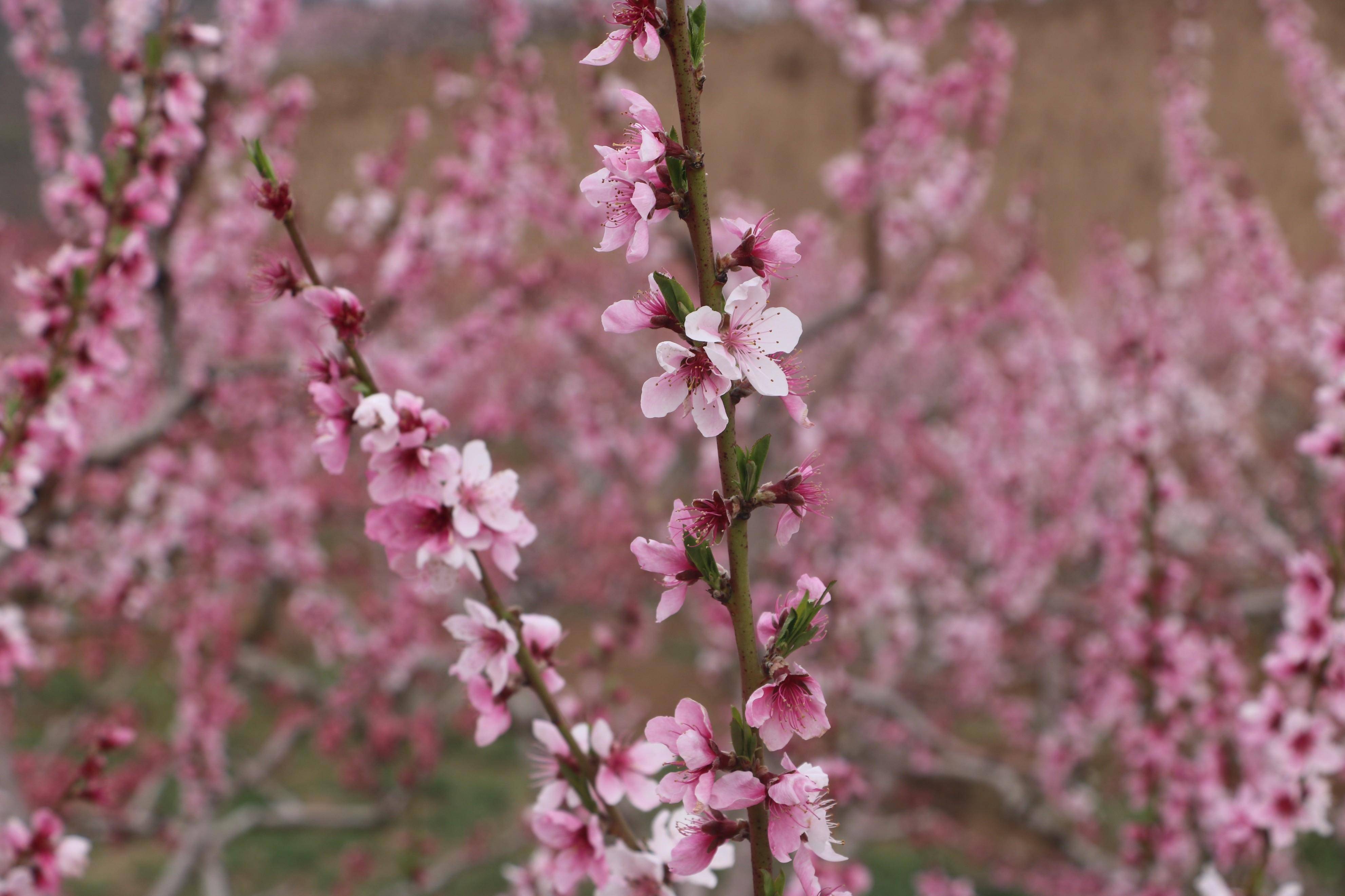秀美崆峒处处景高堡桃花分外红一一郭兰芳