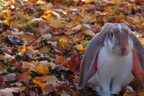原创外来宠物介绍十只漂亮外国兔子有你喜欢的吗