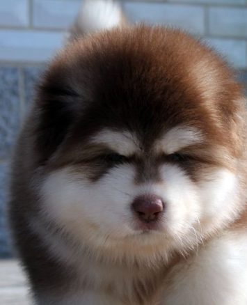 原创阿拉斯加新品种阿拉斯猪网友这绝对是奶奶带大的