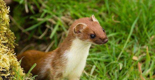 原创为什么老人总说黄鼠狼不能杀这不是封建迷信是有科学依据的