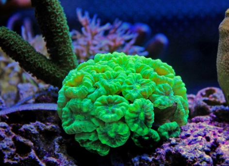 虽然着色可以有所不同,但是这个物种在每个大的蓬松的喇叭形息肉的