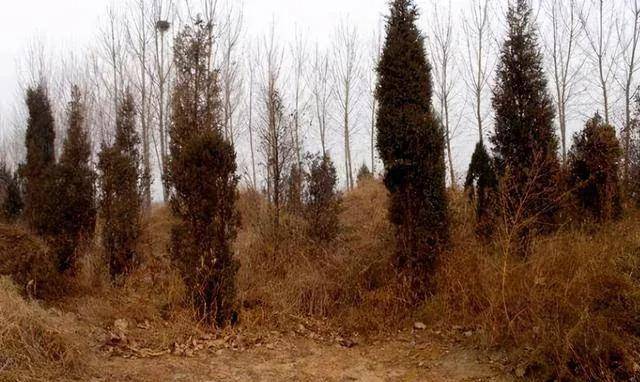 中国历史上死了那么多人为何坟地很少有一条简直毛骨悚然