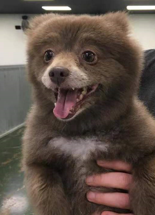 狗子长得太像熊,路人傻傻分不清,网友:最后一只是北极品种吧?