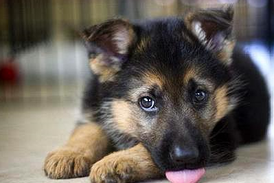 原创明明养的是一只德牧却老是被人说成是土狗求鉴别一下