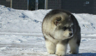 原创阿拉斯加新品种阿拉斯猪网友这绝对是奶奶带大的