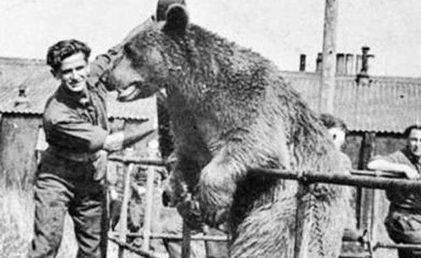 原创二战最牛棕熊扛过炮弹打过仗抽烟喝酒啥都会有军队编制