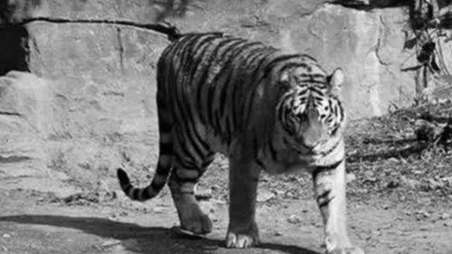 湖南人民打虎记打虎队用枪支扫射百虎围村三天三夜