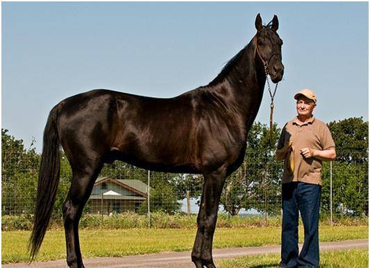 壁纸 动物 马 骑马 533_387