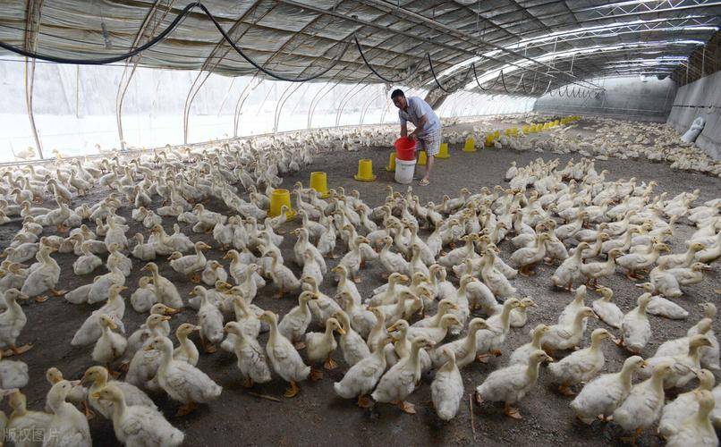 鸭子浆膜炎怎么治疗最快最好鸭子浆膜炎的症状是什么