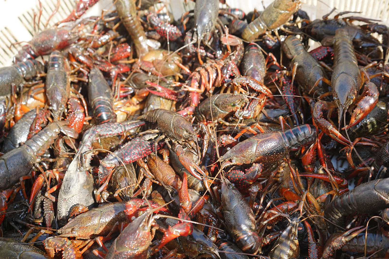 户拉网小龙虾,它也被捞出来,有人二话不说重金全买走_蚂蟥_捕捞_价格