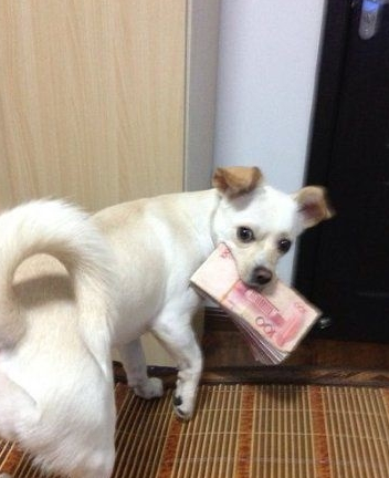 原创搞笑gif图片笑话段子兄弟钱先全放你这将来应急再找你要