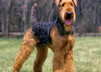 原创万能梗怎么训练训练吃饭要定点定量喂狗狗吃饭