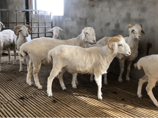 产品生产单位及有关部门提供产品性状特征,产地自然环境情况,品种源流