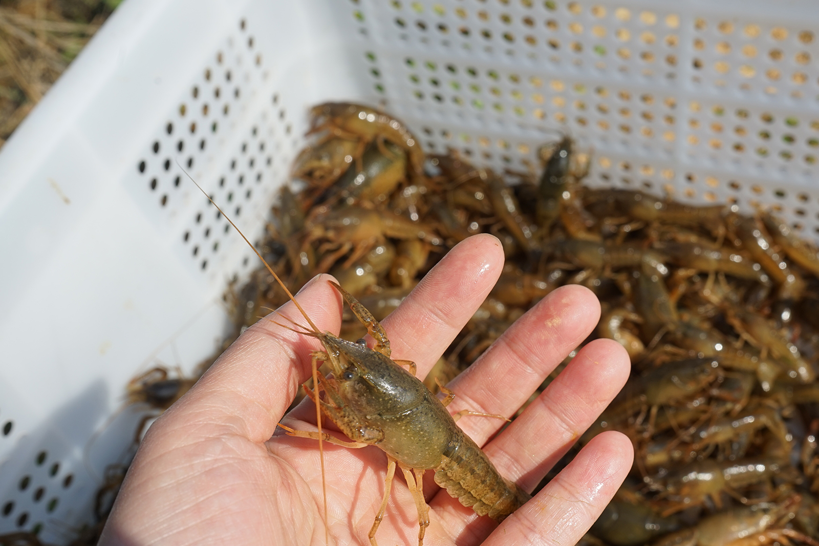 户拉网小龙虾,它也被捞出来,有人二话不说重金全买走_蚂蟥_捕捞_价格