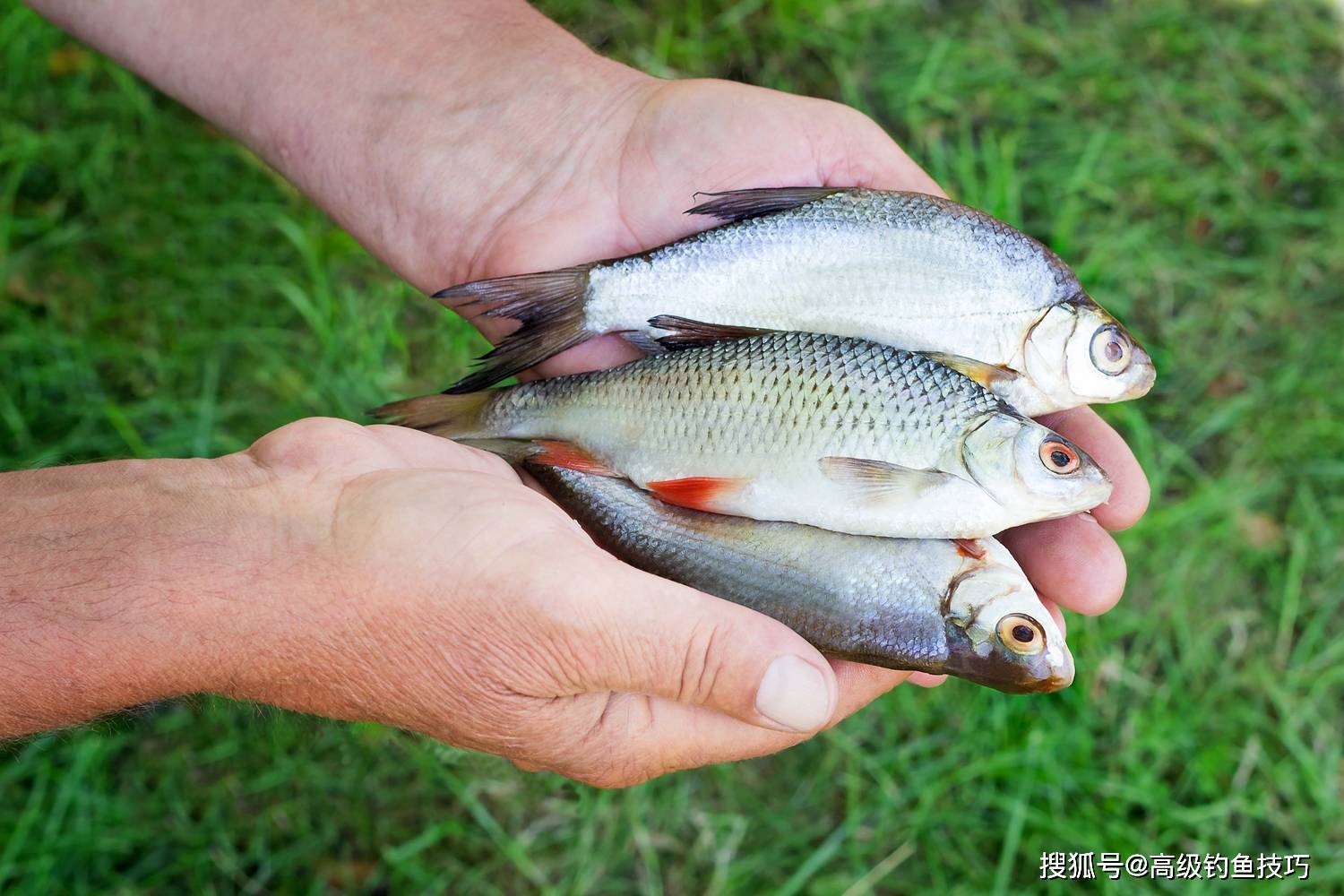 用拉饵钓鲫鱼时闹小鱼怎么办?实际鱼情分析