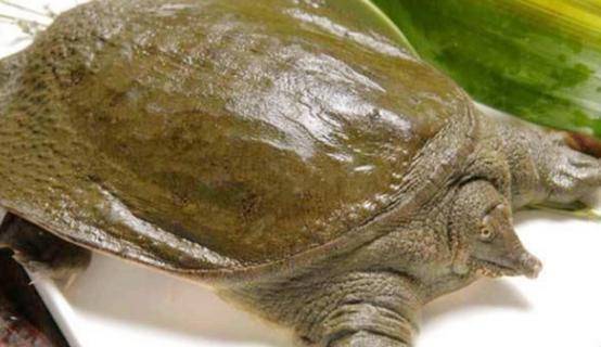 郑灵公煮了一锅甲鱼汤大臣用手指吸了一口不久之后将其杀害