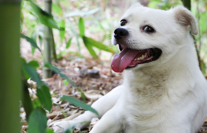 中华田园犬竟被列为禁养犬