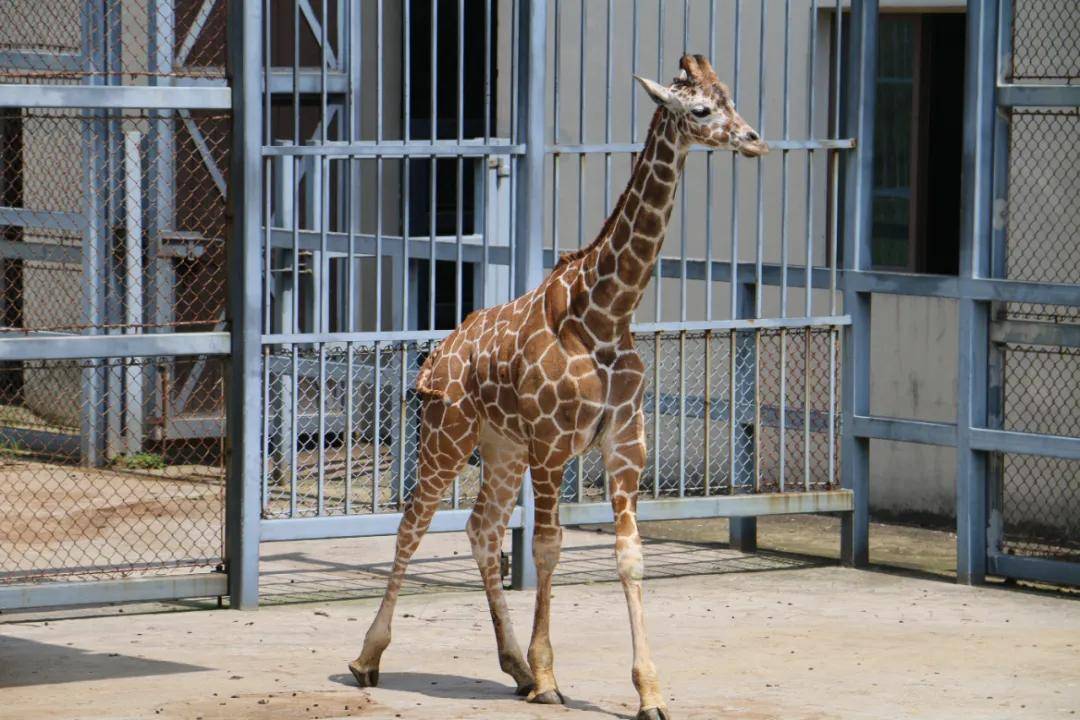 这个春天来苏州上方山和动物朋友们约个会吧