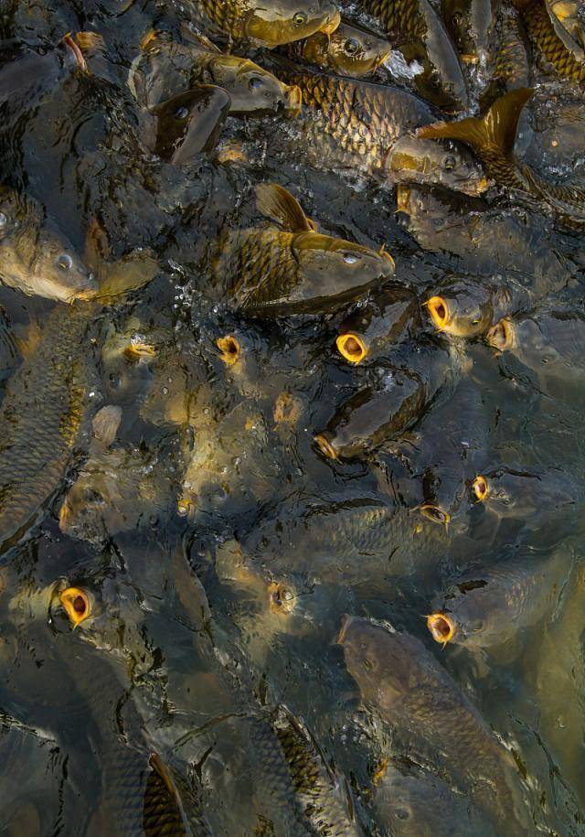 原创比亚洲鲤鱼还厉害凶猛的虎虾连螃蟹都吃美国人已经无计可施