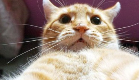 史上最强喵星人"教科书"级别自拍,画风清奇,网友:撩到我了!