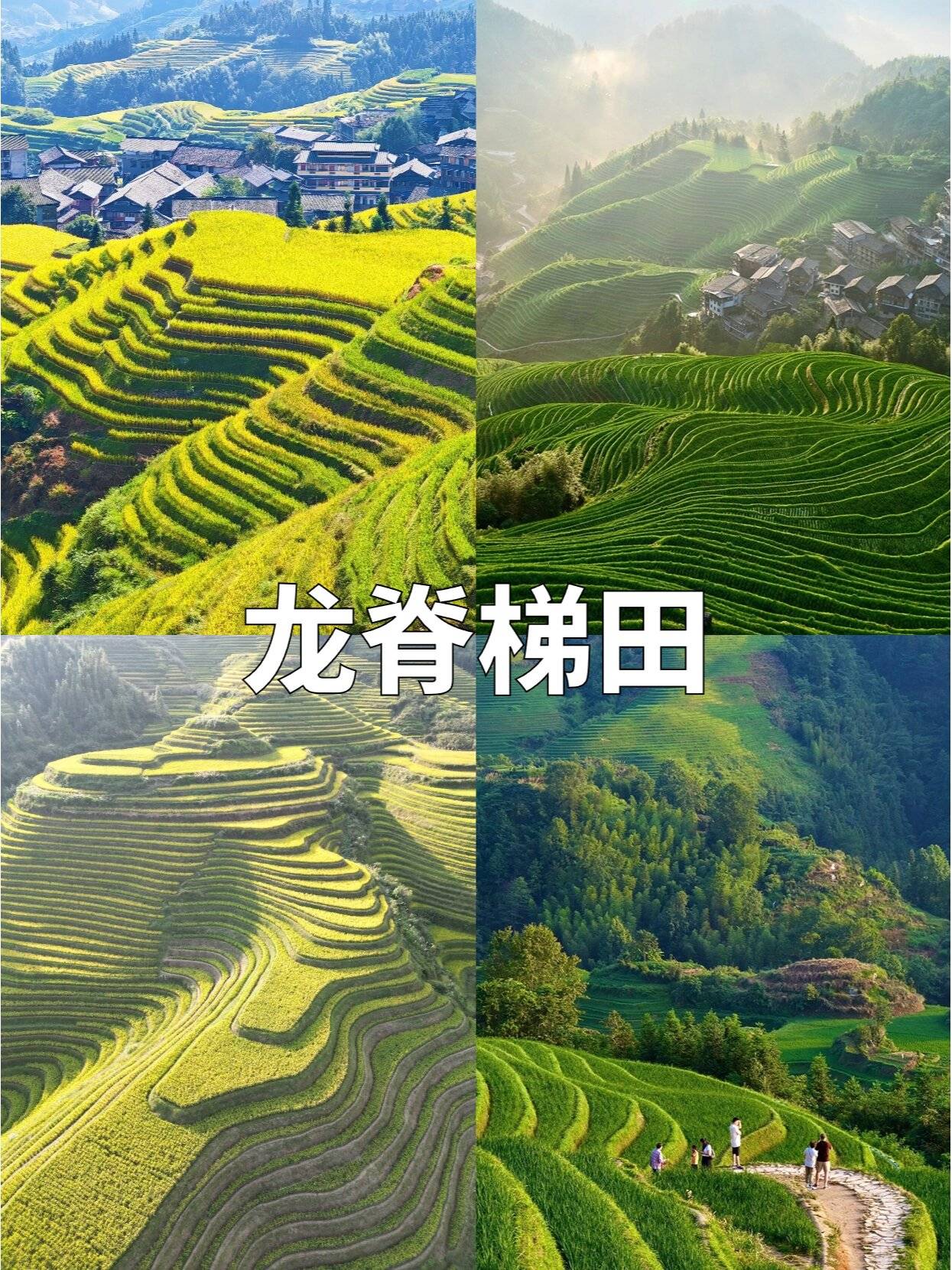 桂林南宁巴马旅游6天价格攻略青秀山龙脊六日游多少钱