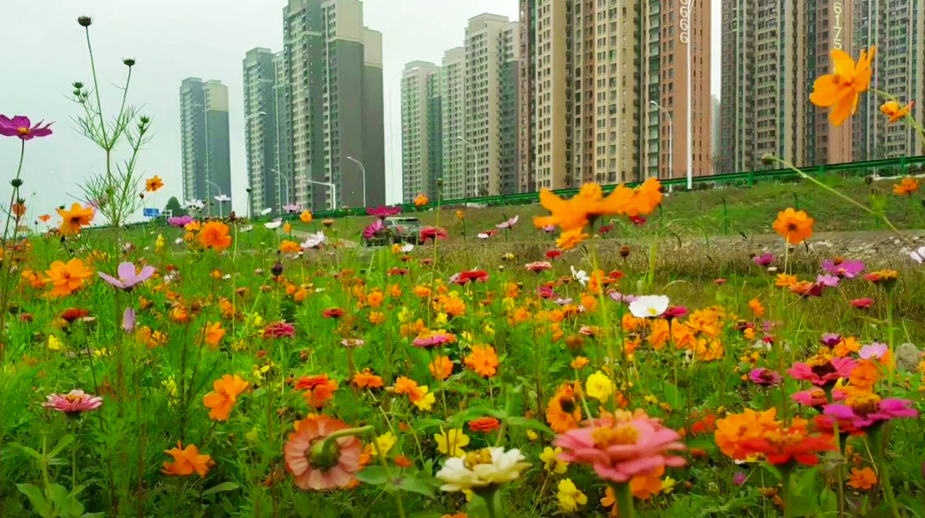 武汉郊区有座江滩花海:绵延花丛开到水边,景色像水彩画