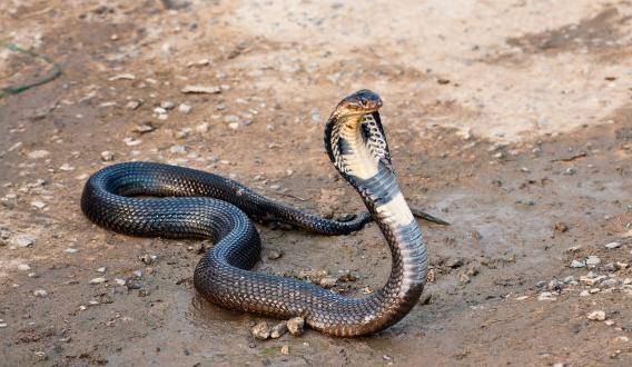 真人真事被蛇追杀多年的男人原因究竟是为何