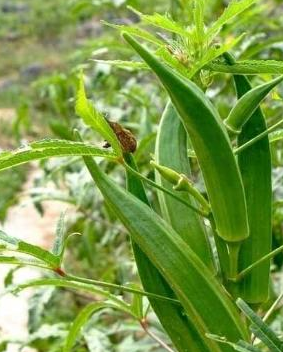 美国人还给它一个更容易被记住的名字——"植物伟哥"