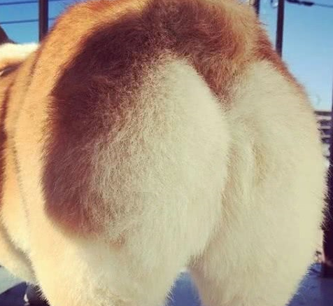 断尾柯基宝宝露出了圆润可爱的桃屁屁,揭秘狗狗断尾背后的原因