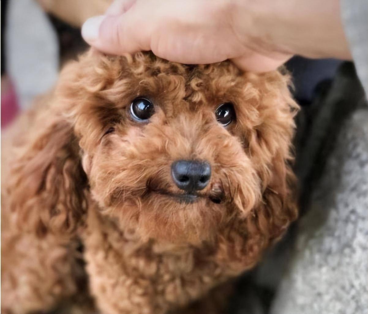 不仅是泰迪犬,其实对每一只狗狗来说,头部是最渴望被主人抚摸的部位