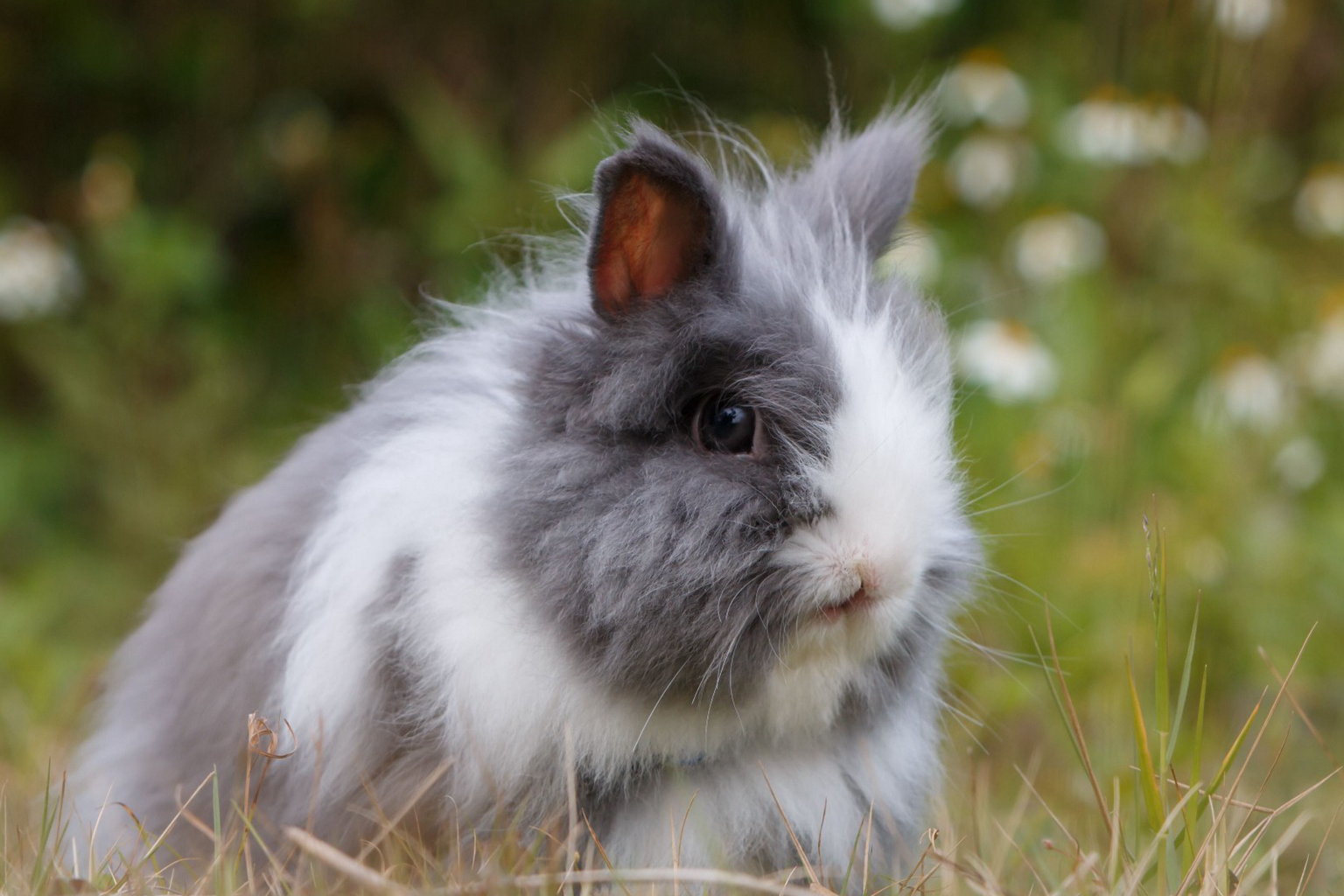 一对健康的兔子和后代自由繁殖,一年内可以增加到1300只兔子!